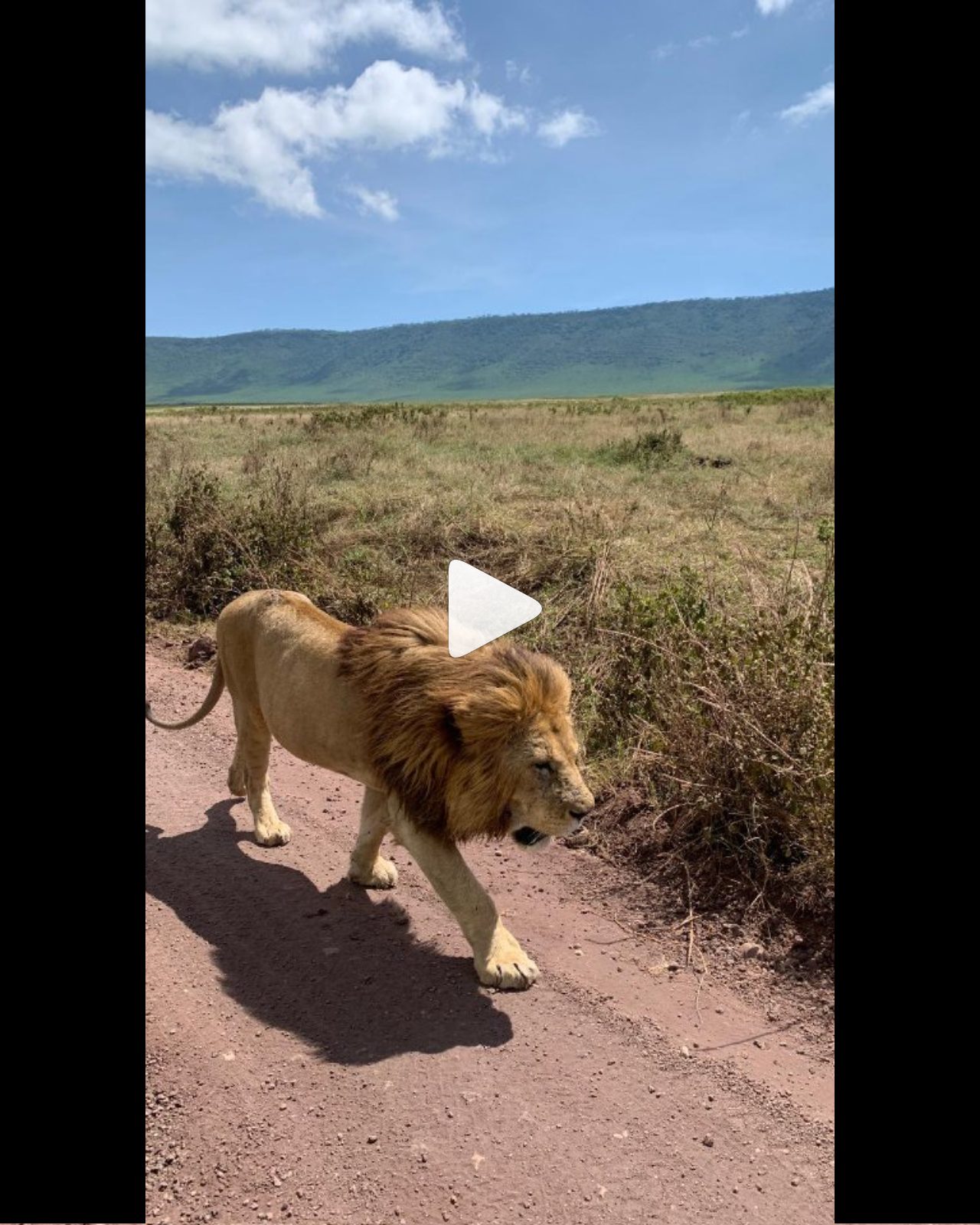 Lion in Ngorongoro reel