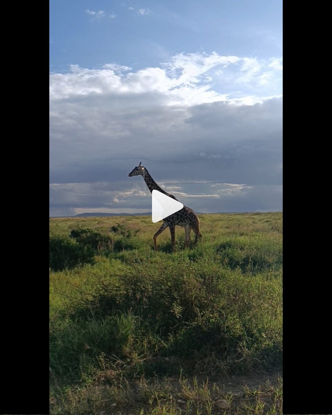 Giraffe on the plains reel