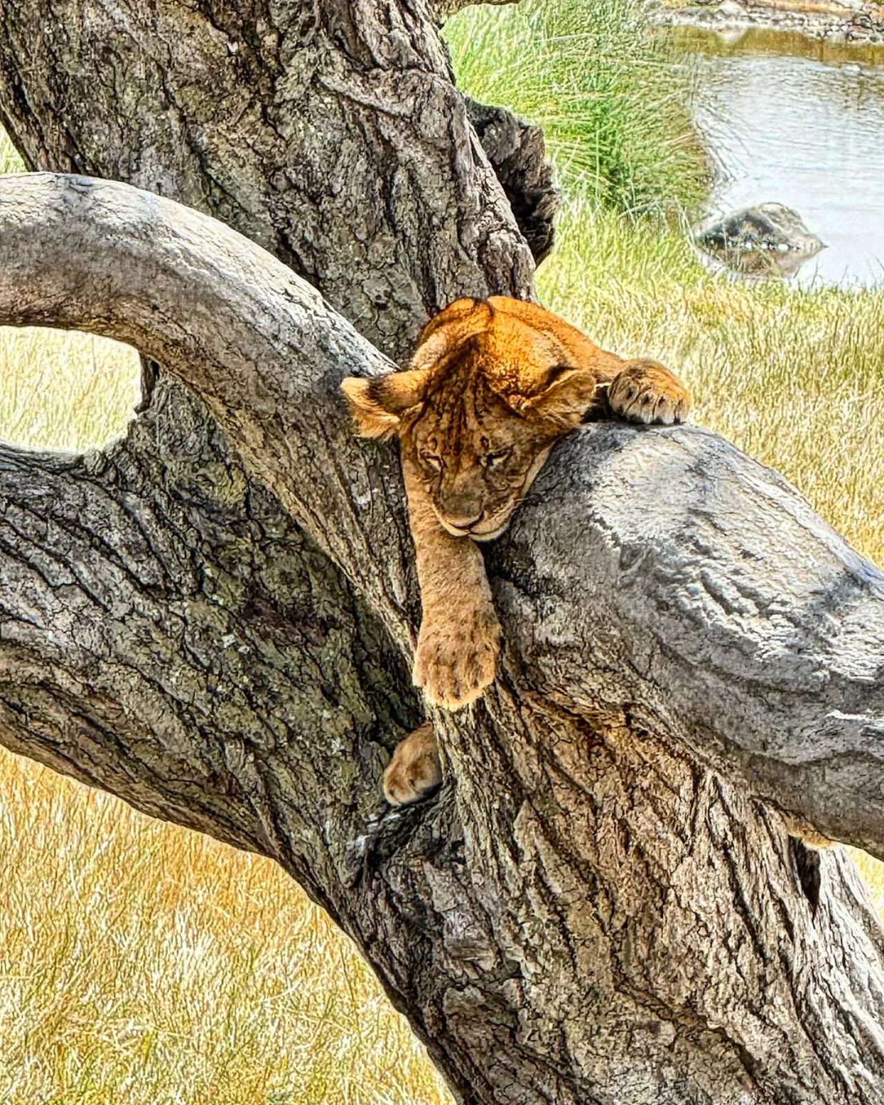 Lion cub resting in a tree on safari