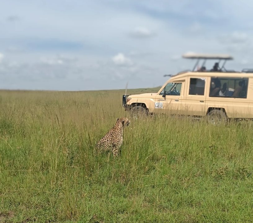 Safari vehicle and a cheetah on the Serengeti plains
